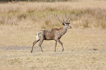 Red deer with antlers