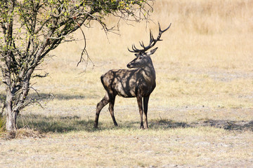 European red deer stag