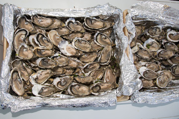 Opened Raw fresh oysters on metal plate in Restaurant delicacy