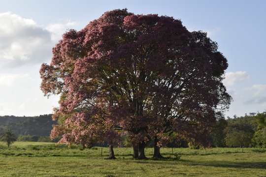 sapucaia tree