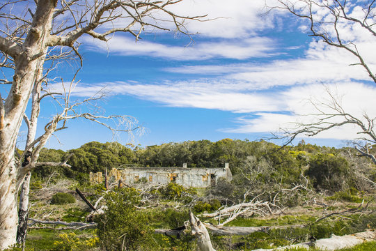 Old building ruin in aold forest surrounded by new trees and bushes.