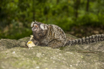 Obraz premium Brazilian monkeys in the open air