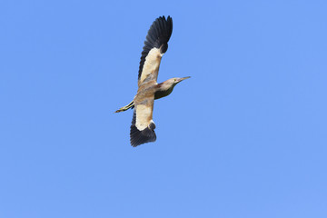 ヨシゴイ飛翔(Yellow bittern)