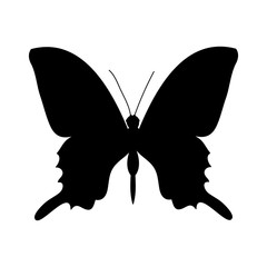 vector, isolated, black butterfly silhouette