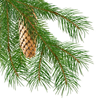 isolated image of Christmas tree close-up