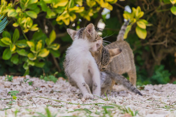 Obraz premium Beautiful kittens playing together and each with himself