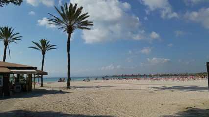 beach with palm trees