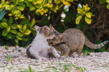 Naklejka na ściany i meble Beautiful kittens playing together and each with himself