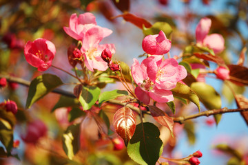 Obraz premium Pink blossoming trees in April in Russia