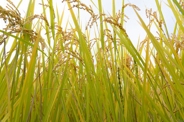 golden paddy field