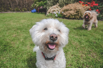 Cute White Bichon Frise Mix Dog