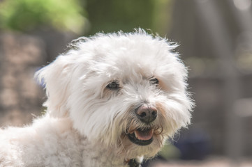 Cute White Bichon Frise Mix Dog