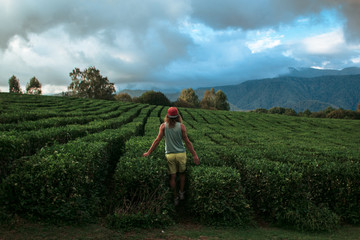 Fototapeta premium Young backpacker traveling into tea fields