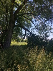 Old tree