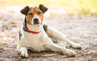 Adorable fox terrier dog