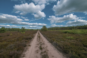 Fototapeta na wymiar Kyritz-Ruppiner Heide, Landschaft am Tage, Wanderweg