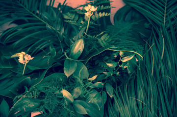 Various dark green tropical leaves and plants top view