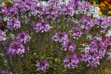 Spinnenblume oder Spinnenpflanze (Tarenaya hassleriana)