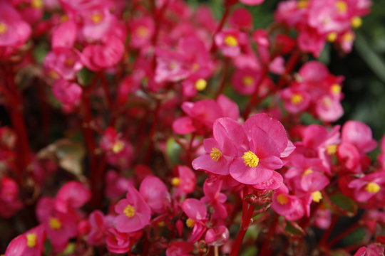 Eisbegonien, Pflanze mit Bl&uuml;ten