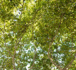 Textura copa de árbol