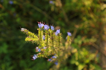 Wildflowers, grass close-up, general, during sunset or dawn in the foreground, blurry from behind, free space