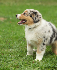 Amazing australian shepherd puppy