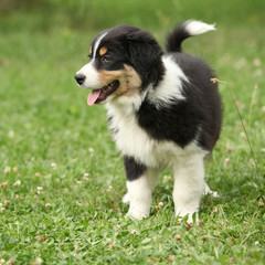 Amazing australian shepherd puppy