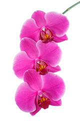Naklejka na ściany i meble Three flowers of pink phalaenopsis orchid on white background