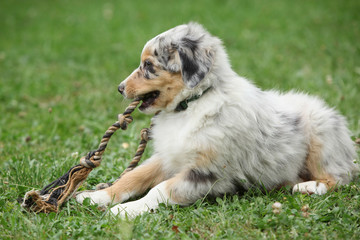 Nice australian shepherd puppy playing