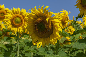 Sunflowers with honey bees  in the field against blue sky sunny day