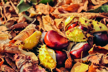 Chestnuts and leaves