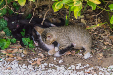 Naklejka premium Beautiful kittens playing together and each with himself