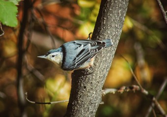 great spotted woodpecker on a tree