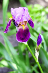 Iris cultivar flower closeup on green garden background