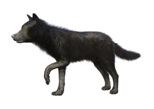 3D Rendering Black Wolf on White