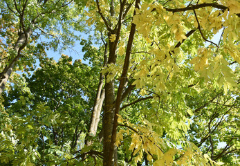 Yellow foliage in the trees in autumn.