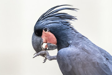 palm cockatoo