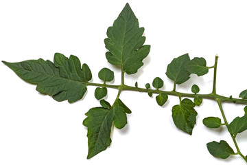Green leaf of a tomato