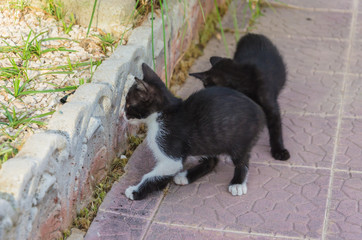 Beautiful kittens playing together and each with himself