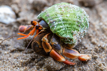 hermit crab