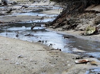 Pied Stilt wading though water in geothermal park Hell's Gate, New Zealand