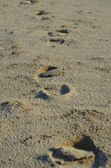 Fototapeta na wymiar следы на пляже 
