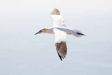 Northern gannet soaring