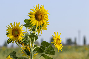 Beautiful large decorative sunflower with big Yellow and red petals