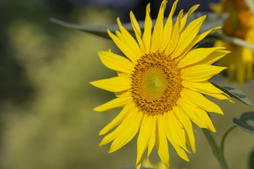 Obraz premium Beautiful large decorative sunflower with big Yellow and red petals