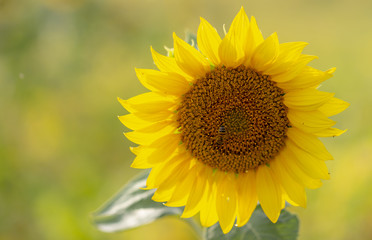 Obraz premium Beautiful large decorative sunflower with big Yellow and red petals