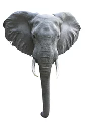 Foto auf Acrylglas Elefant Elephant isolated on white background   © jnsepeliova