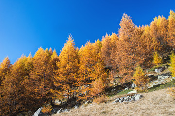 Fototapeta na wymiar The golden forest in the mountains