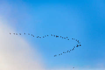 Common crane migration