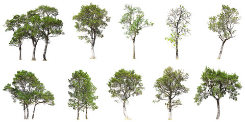 Collection of tree isolated on white background - obrazy, fototapety, plakaty